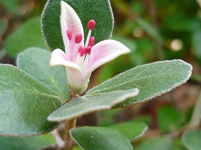 CORREA Rosea Vins Rouges Harmonieux Occasion