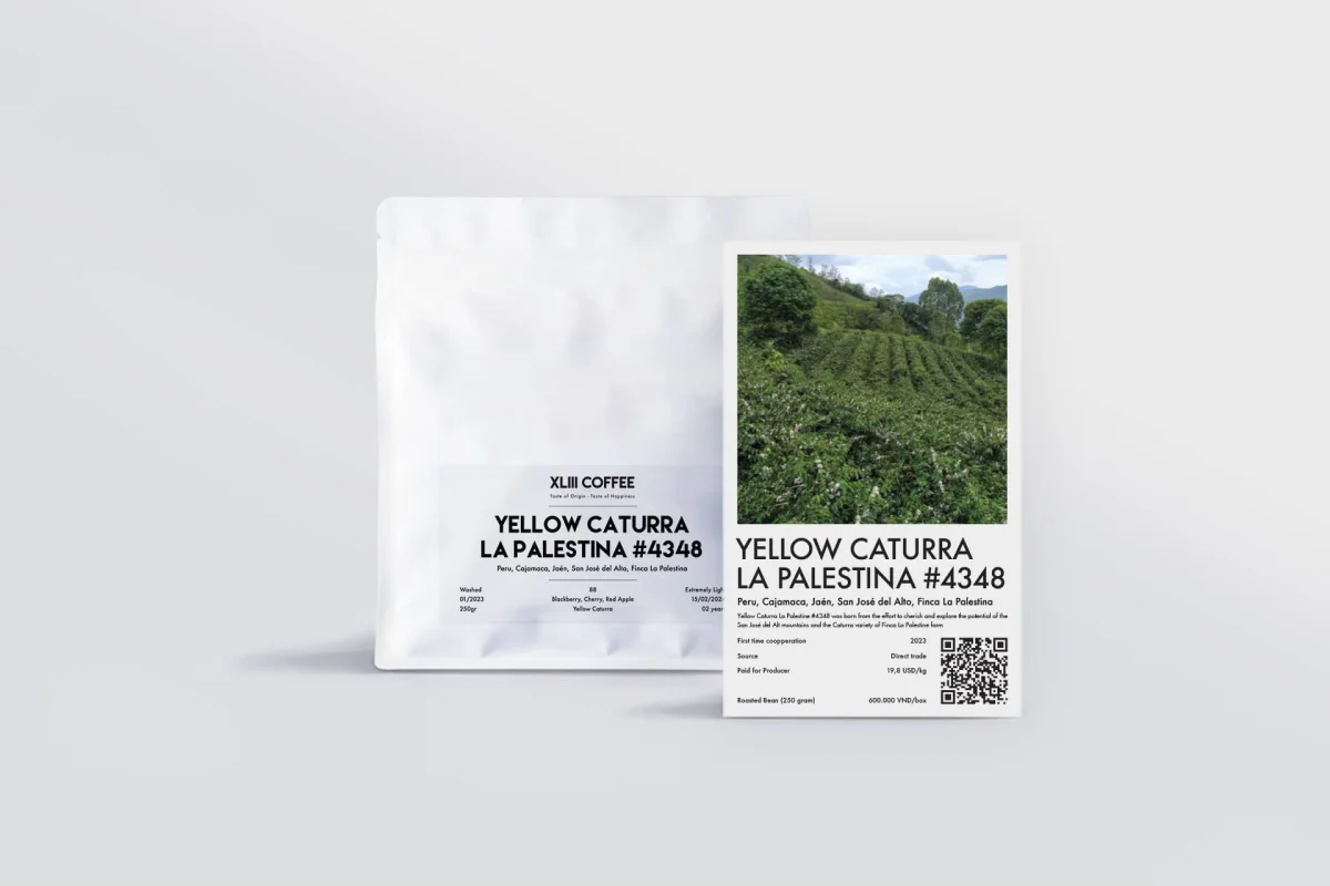 Yellow Caturra Palestina Saldi Straordinari Offerte Speciali Disponibili Adesso