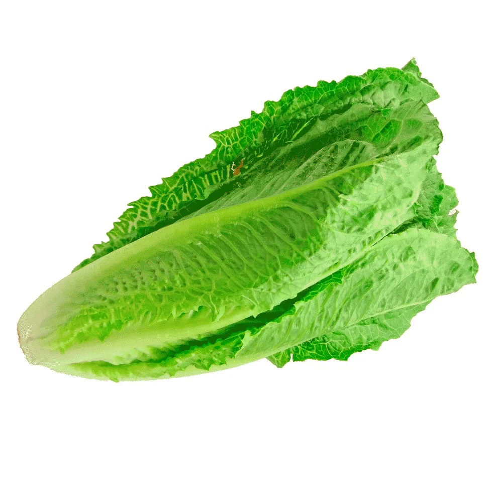 Laitue frenchwine romaine - Vins Rouges Harmonieux pour Chaque Occasion