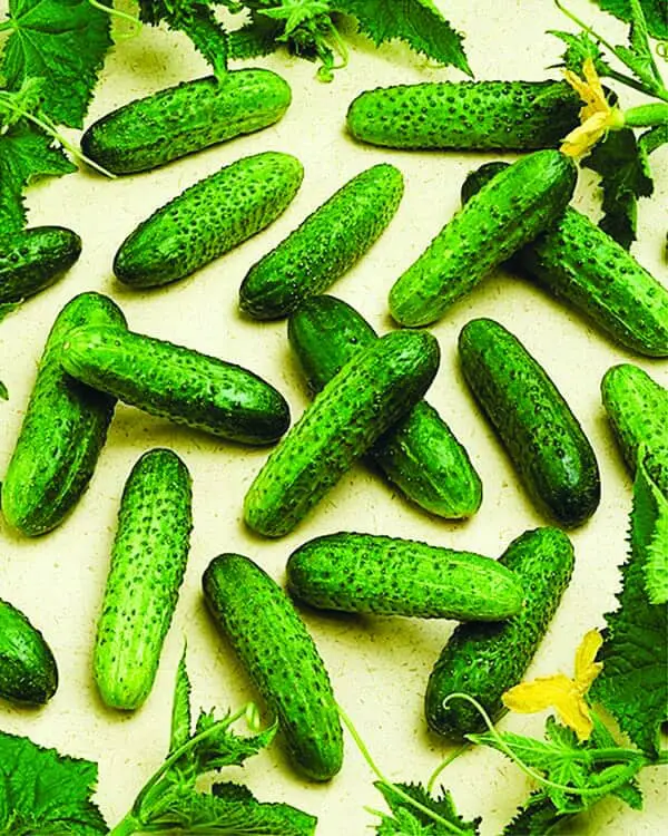 Cornichon Corentine F1 - Vins Rouges Harmonieux pour Chaque Occasion 🍷✨Aujourd'hui, le rouge est à l'honneur ! À l'occasion de la Journée du Vin  Rouge, on célèbre ce joli breuvage qui accompagne si bien les bons repas,  les grandes discussions et les