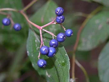CORNUS stricta lieu - Vins Rouges Harmonieux pour Chaque Occasion