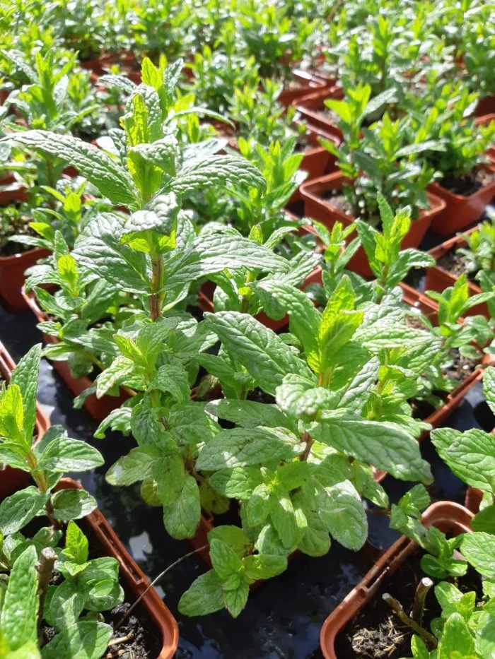MENTHE marocaine BIO - Saldi Straordinari – Offerte Speciali Disponibili Adesso - verte menthe