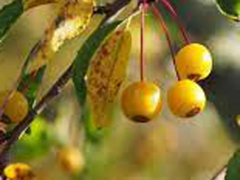 MALUS « Auberina » - Vins Rouges Harmonieux pour démarches Chaque Occasion