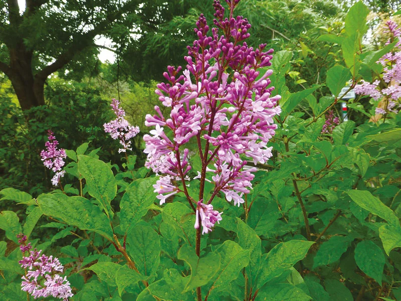 Syringa alc sweginzowii - Vins Rouges Harmonieux pour Chaque Occasion