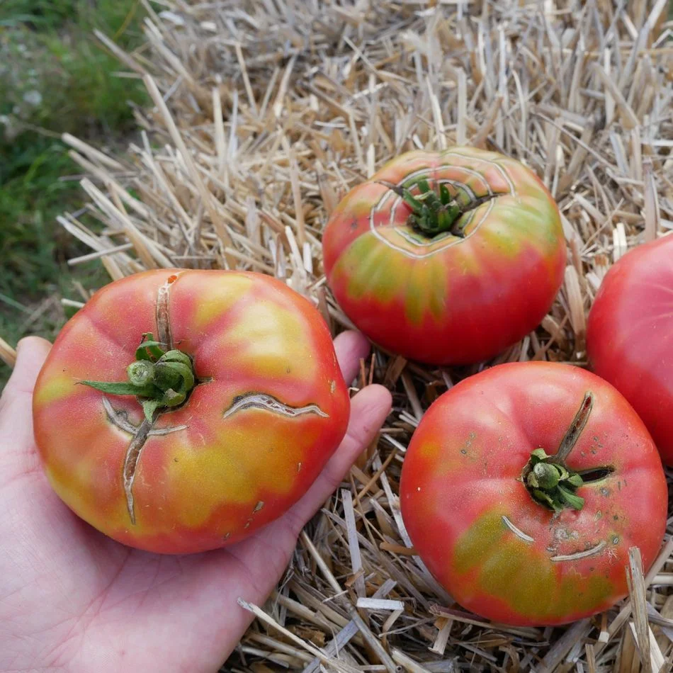Tomate Rosa de Barbastro Bio - ​Boulangerie-Pâtisserie | Pain au Levain & Viennoiseries​ Pains et viennoiseries bio en tranches ou à réchauffer – Pural