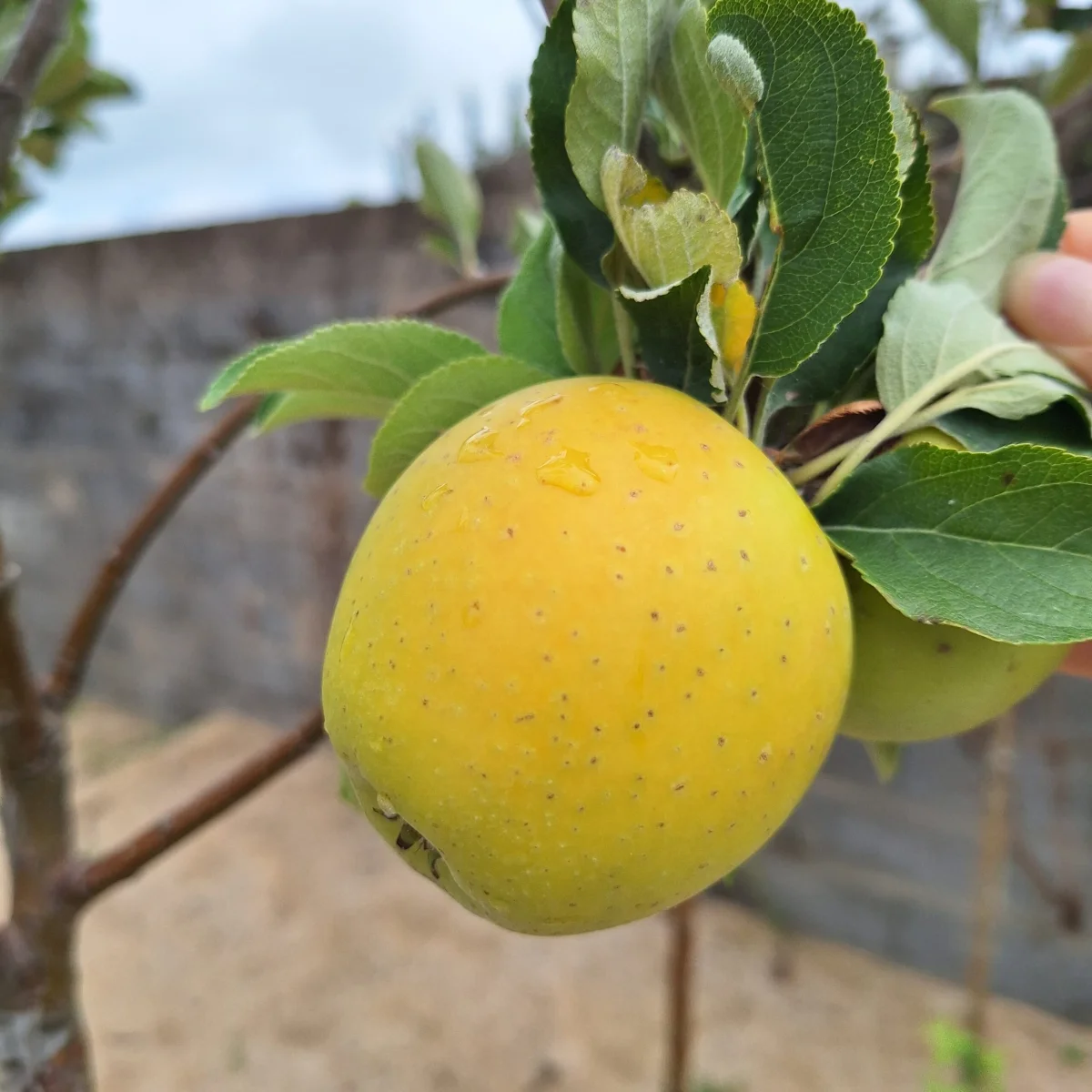 Reinette Ananas - Vins Rouges Harmonieux pour Chaque Occasion - vin rosé reinette vin occasion
