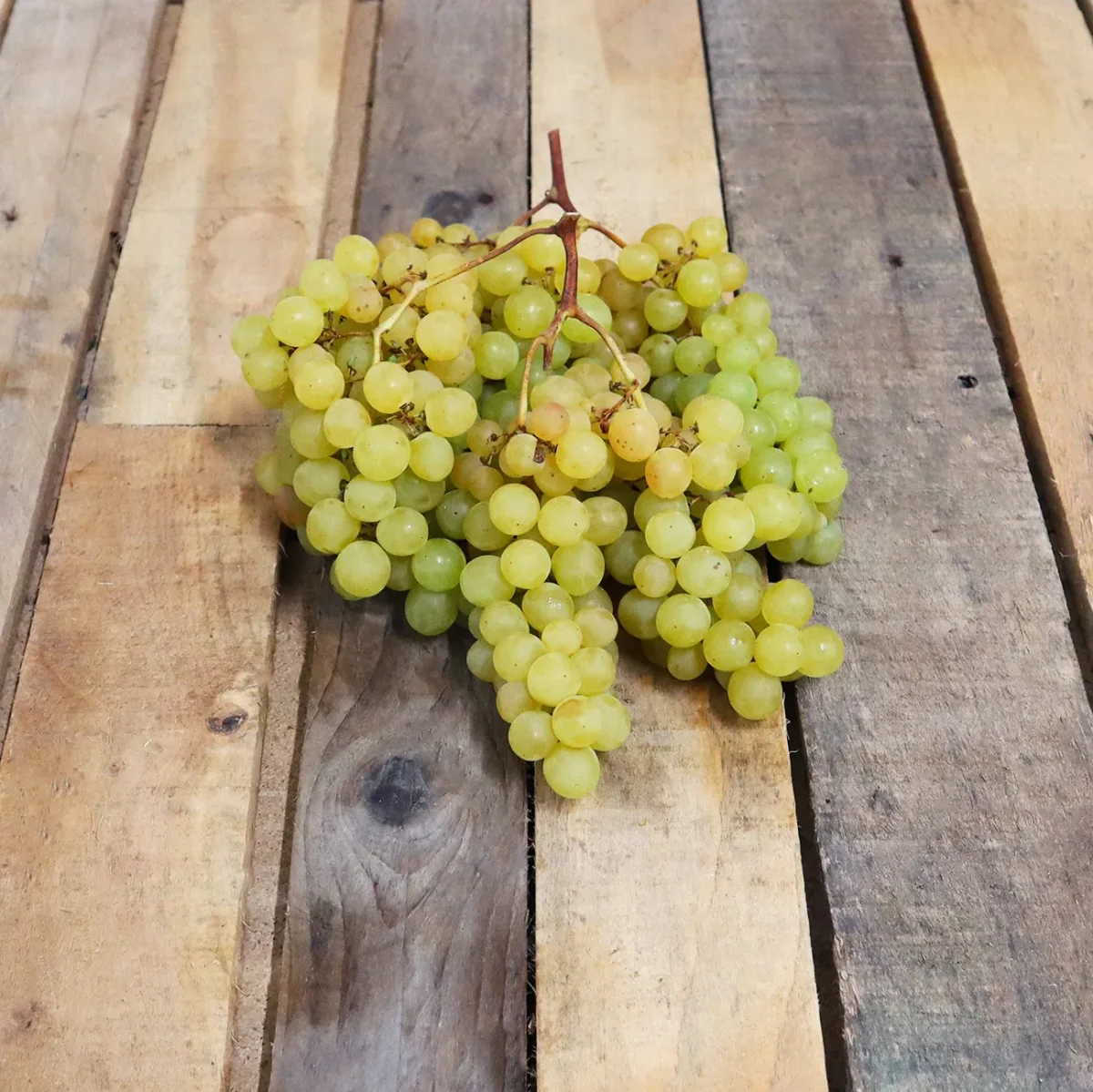 Raisin Arra « sans pépins » - Vins Rouges Harmonieux pour Chaque Occasion Du raisin rose sans pépins, sucré direct producteur au meilleur prix !