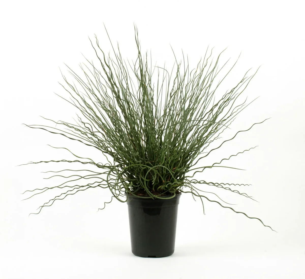 Juncus Twisted Arrow Fuseables - Vins Rouges Harmonieux pour Chaque Occasion - vins blancs vin occasion
