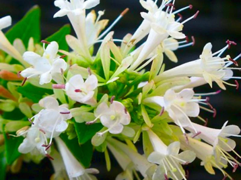ABELIA chinensis - Vins Rouges Harmonieux pour Chaque Occasion - {'count': 1, 'name': 'meilleur'}