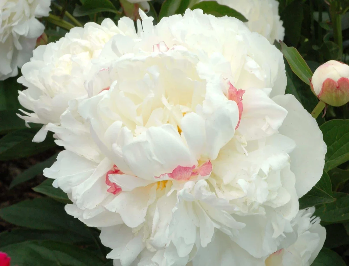 M. DUPONT Rouges Harmonieux Occasion