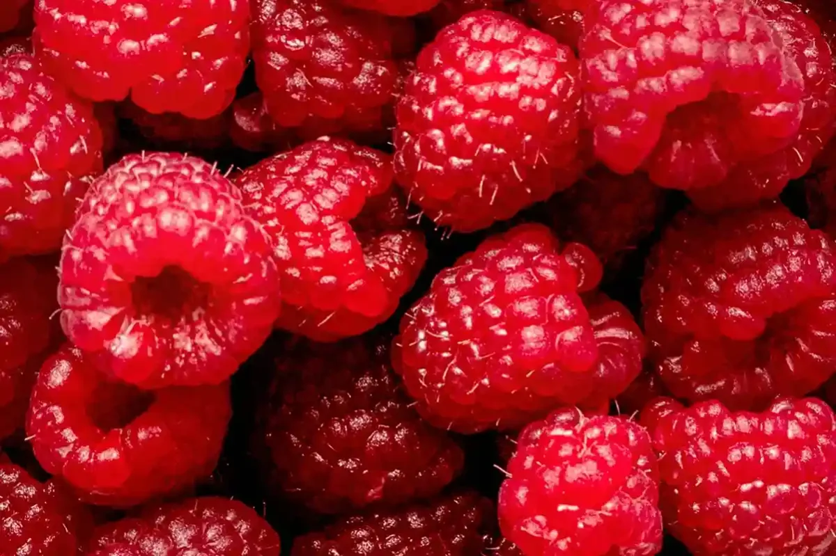 FRAMBOISE 250GR Vins Rouges Harmonieux Occasion