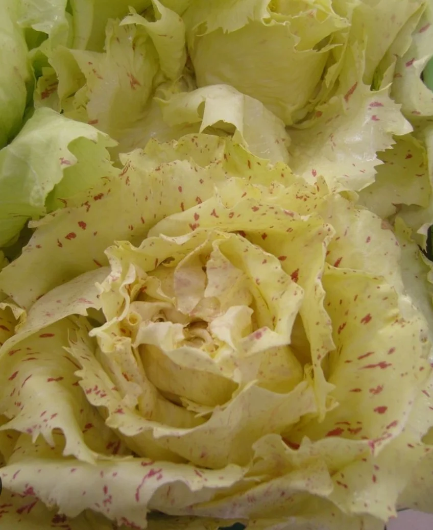 Très Grosse Salade Castelfranco Italie 😍🇮🇹 - Saldi Straordinari – Offerte Speciali Disponibili Adesso - Dessin